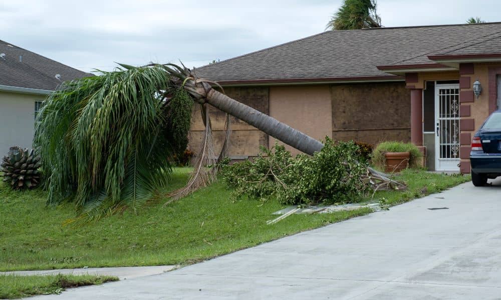 Fallen tree in front yard - ALTA SURVEY Tennessee Residential yard with a fallen tree after a storm, showing property line and boundary survey considerations